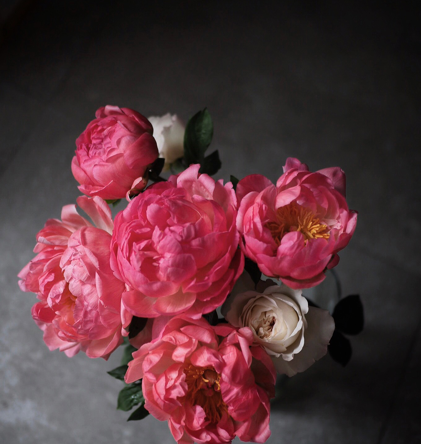 Coral Charm Peony